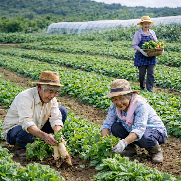 Active Okinawan seniors harvesting by hand