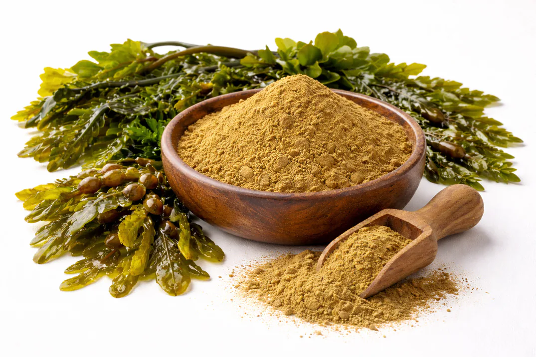 Fucoxanthin from brown seaweed